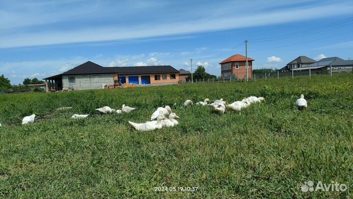 Утки муларды