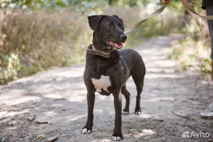 В добрые руки весёлый пёс Черныш