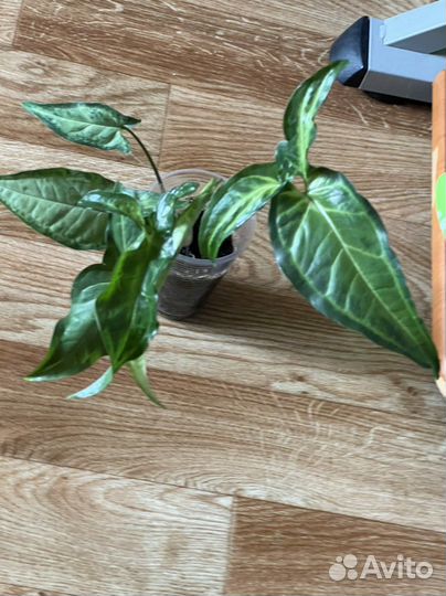 Комнатные растения