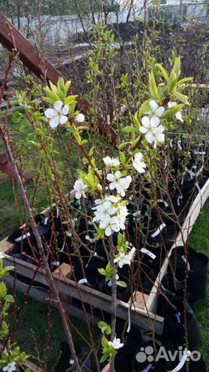 Яблоня саженцы в ассортименте