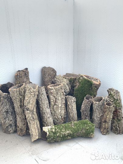 Цилиндры пробкового дуба