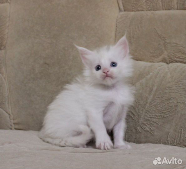 Особенная чистокровная малышка с голубыми глазами