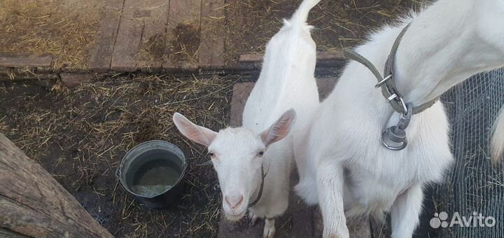 Коза дойная молочная