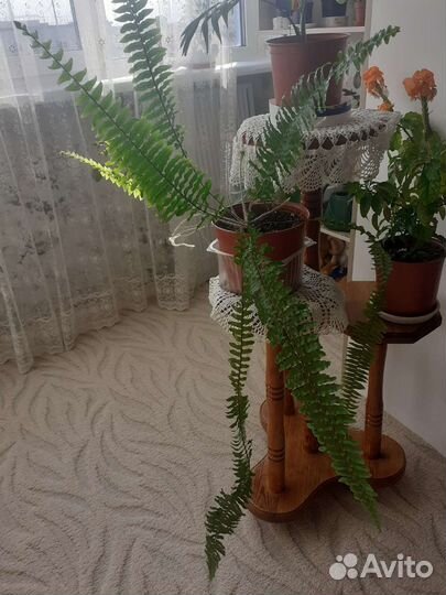 Папоротник комнатный
