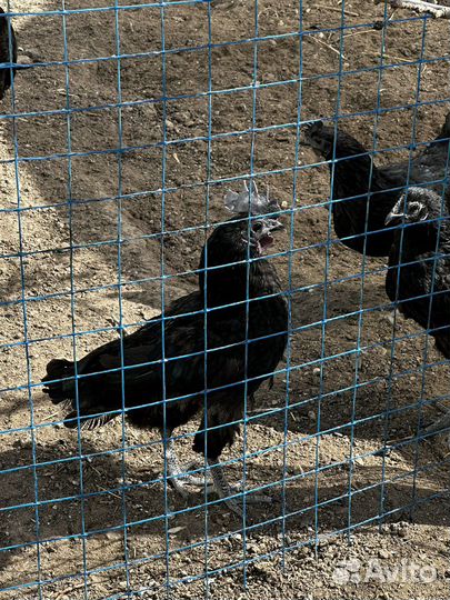 Петух породы Ухейилюй