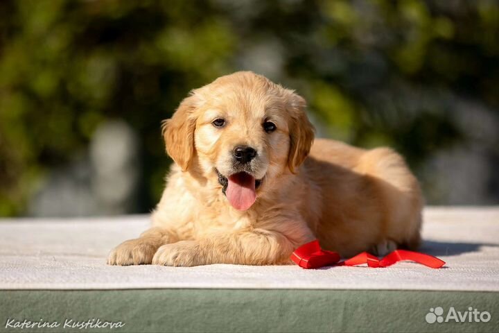 Золотистый ретривер