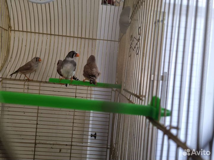 Зебровые амадины с клеткой