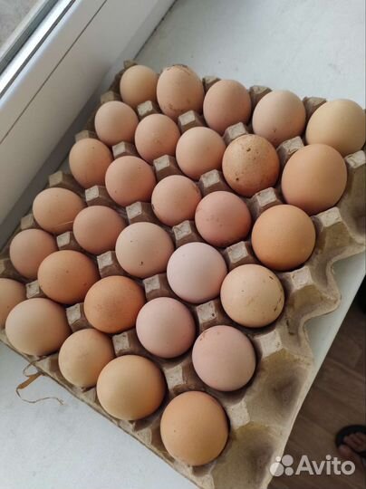 Инкубационное яйцо кур Австролорп-blue and black