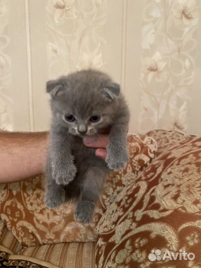 Шотландские котята