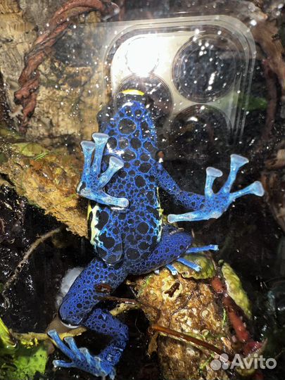 Террариум с природным фоном