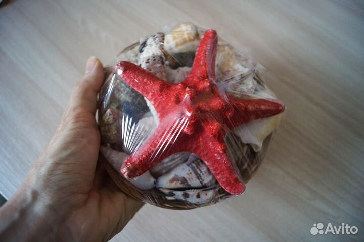 Набор морских ракушек