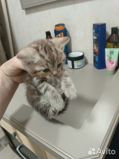 Котята в добрые руки 1 месяц