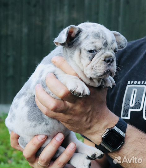 Французский бульдог