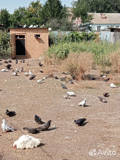Николаевские и серпатые голуби