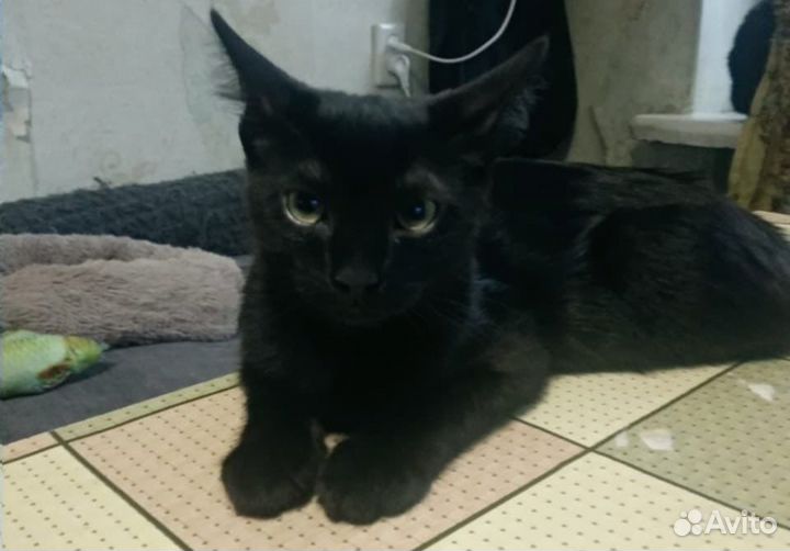Котёнок ищет дом