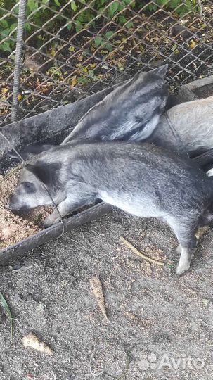 Поросята венгерской мангалицы