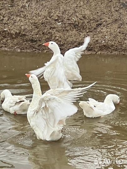 Мясо утки/гуся/кролика