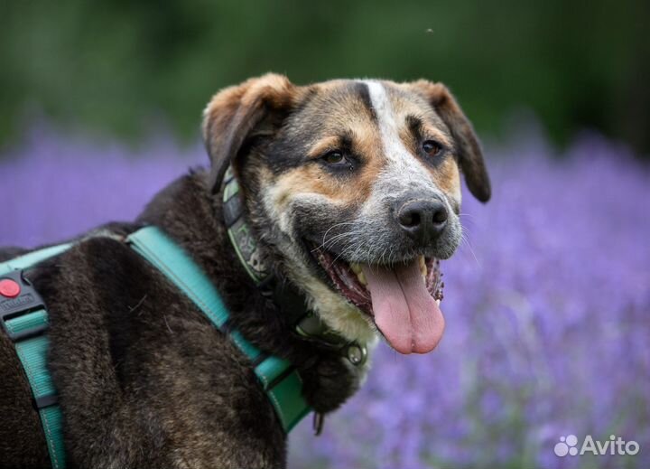 Собака в дар овчарка добрая