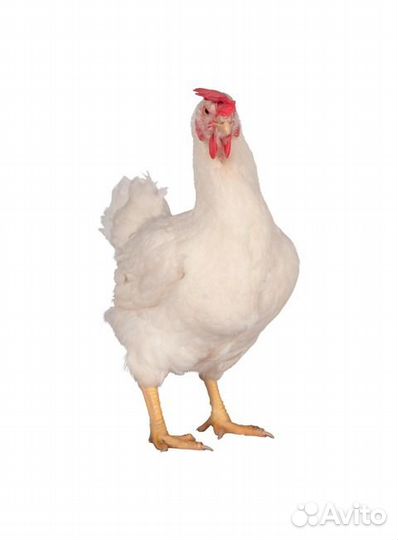 Инкубационное яйцо цветного бройлера JA987 Франция