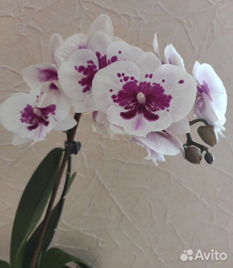 Орхидея фаленопсис