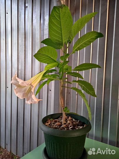 Бругмансия в новом горшке