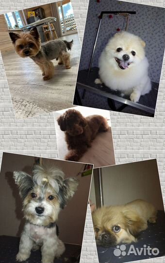 Ваш грумер. Кошки и собаки. Есть бесплатные породы