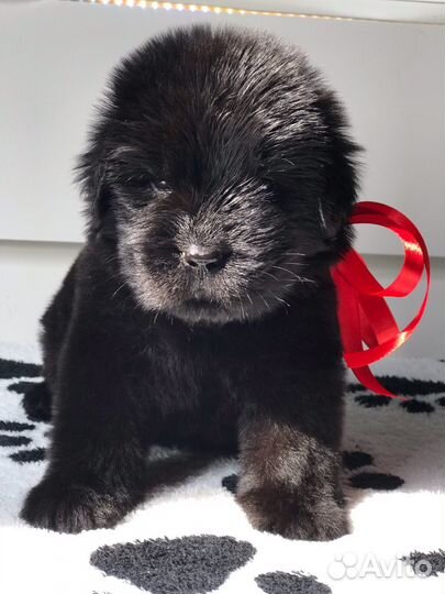 Ньюфаундленд