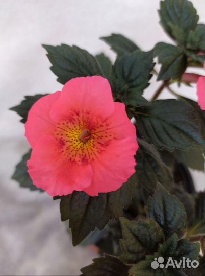 Ризомы ахименесов