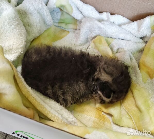 Новорожденные котята