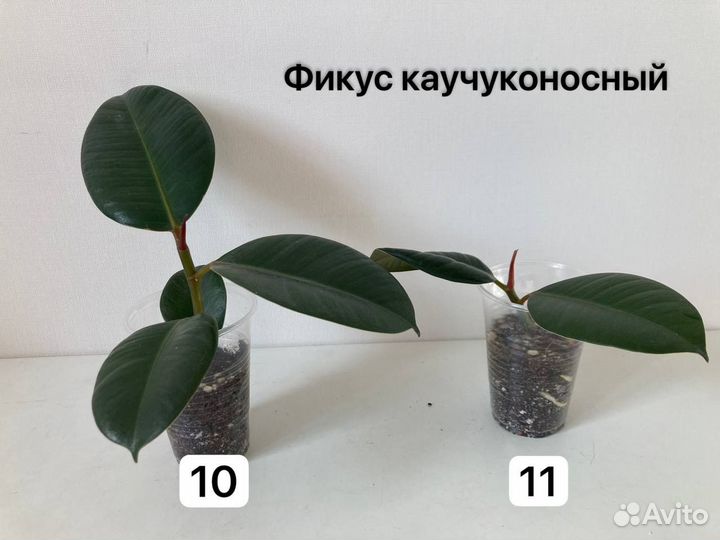 Комнатные растения