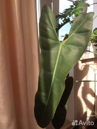 Филодендрон санта леопольдина