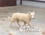 Возьмите собачку из приюта