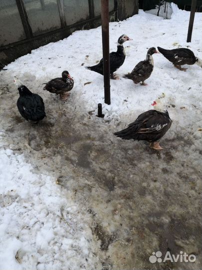 Мускусные утки