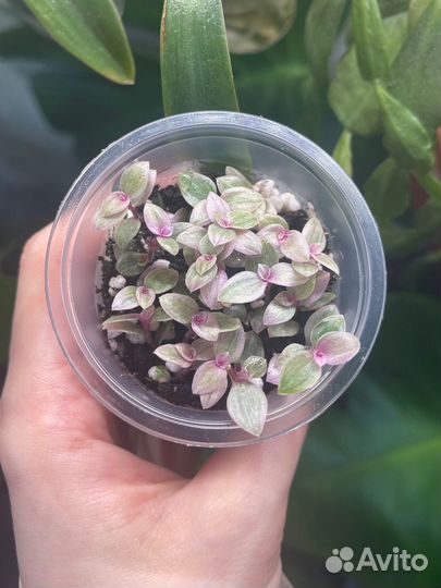 Комнатные растения, разные