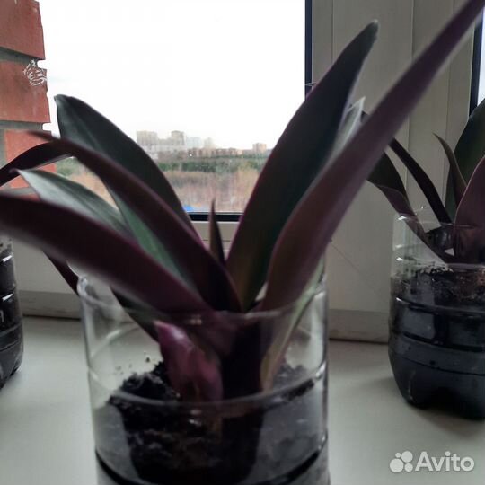 Традесканция рео