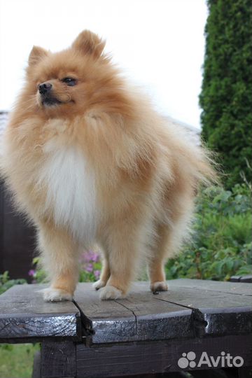 Шпиц вязка (самцу нужна самочка)