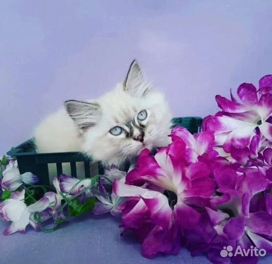 Невский маскарадный котенок