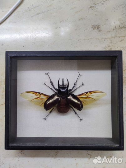 Жук носорог в рамке