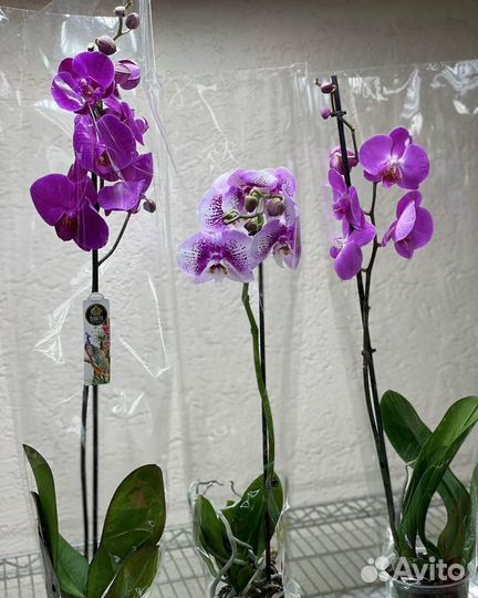 Орхидеи на 1 цветонос