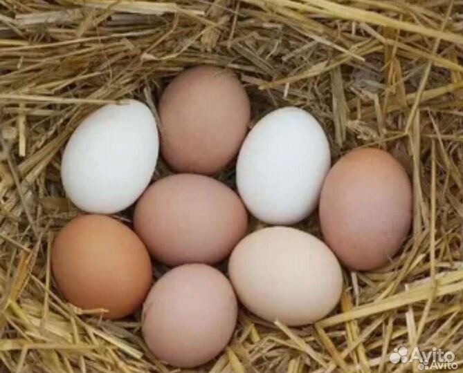 Домашние куриные яйца