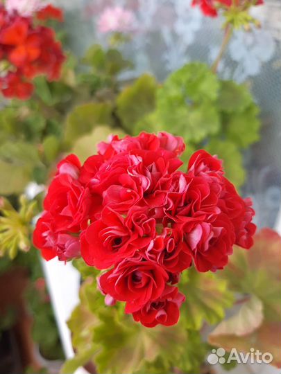 Продам пеларгонии и эписции