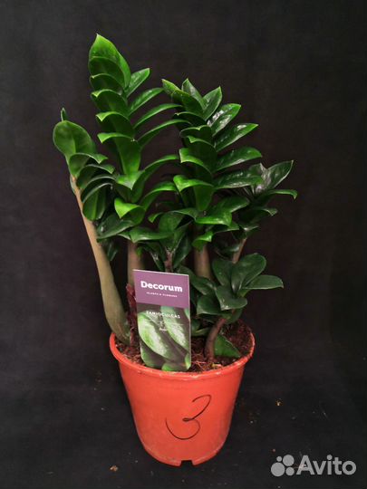 Замиокулькас зензи жук 14/40-45