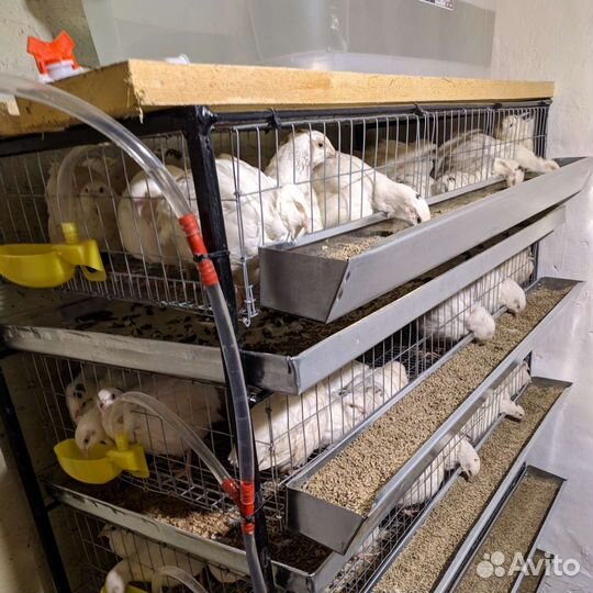 Яйца перепелиные пищевые. Мясо перепелов