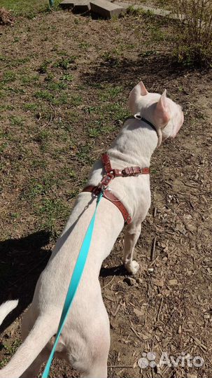 Ошейник, шлейка, поводок