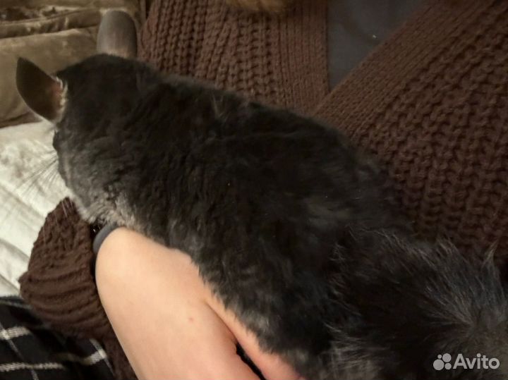 Шиншилла черный бархат