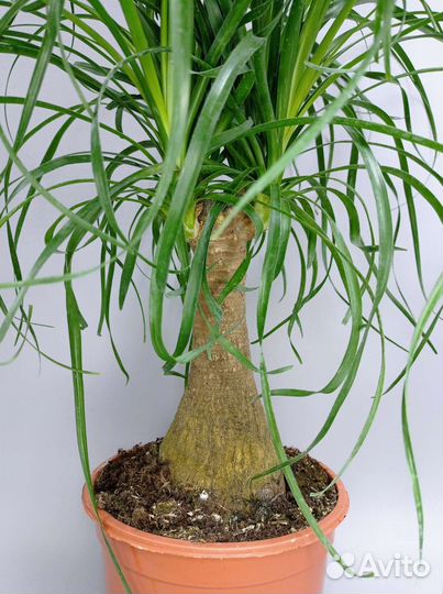 Бокарнея (Нолина) высотой 71 см