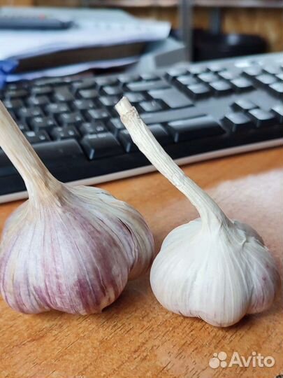 Озимый чеснок Шадейка