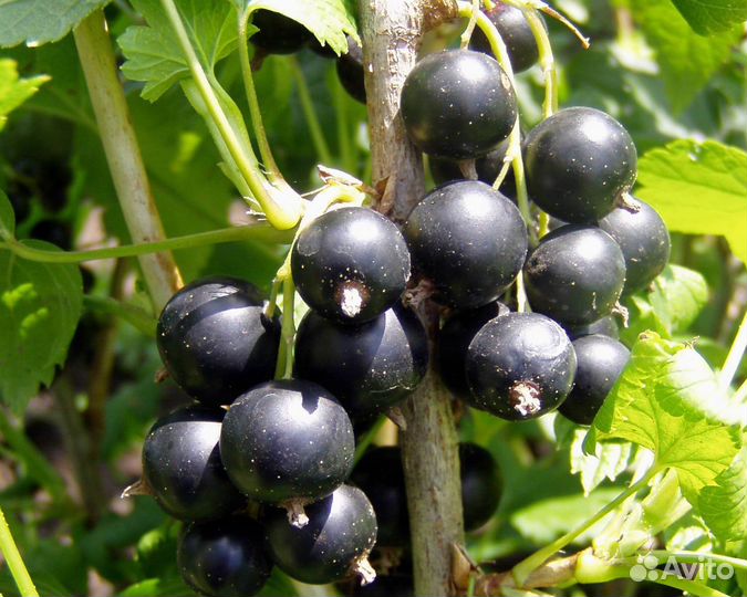 Саженцы смородины