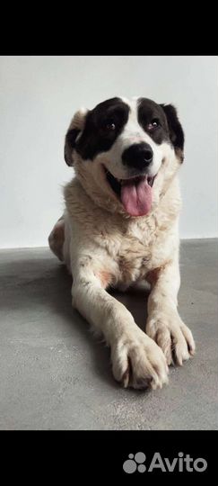 Собака в добрые руки