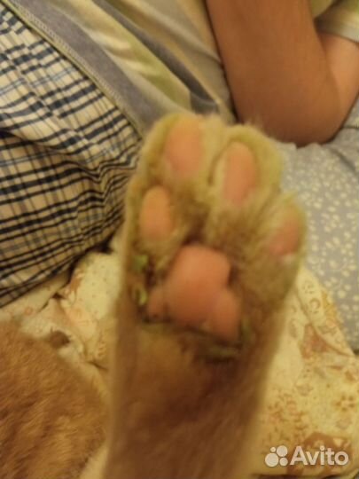 Котья лапа для Алексея